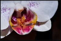 Orchidea