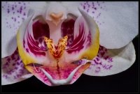 Orchidea