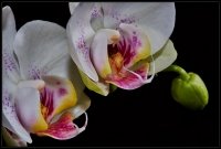 Orchidea