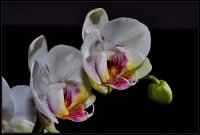 Orchidea