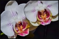 Orchidea