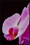 Phalaenopsis Rosa