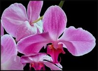 Phalaenopsis Rosa