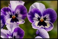 Viola hybrida