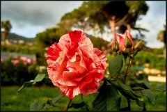 Rose dei Parchi di Nervi