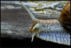 Chiocciola - Helix pomatia