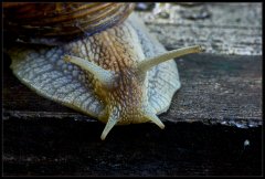 Chiocciola - Helix pomatia