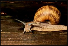 Chiocciola - Helix pomatia