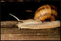 Chiocciola - Helix pomatia