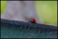 Coccinella (Coccinellidae)