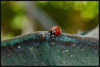 Coccinella (Coccinellidae)