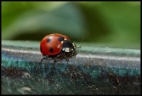 Coccinella (Coccinellidae)