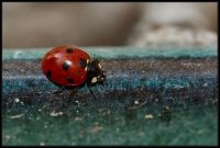 Coccinella (Coccinellidae)