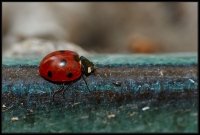 Coccinella (Coccinellidae)