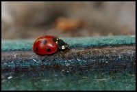 Coccinella (Coccinellidae)