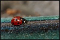 Coccinella (Coccinellidae)