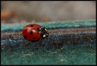 Coccinella (Coccinellidae)