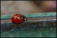 Coccinella (Coccinellidae)