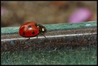 Coccinella (Coccinellidae)