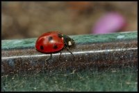 Coccinella (Coccinellidae)