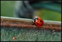 Coccinella (Coccinellidae)