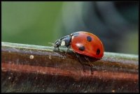 Coccinella (Coccinellidae)