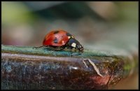 Coccinella (Coccinellidae)