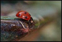 Coccinella (Coccinellidae)