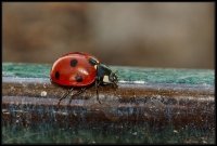 Coccinella (Coccinellidae)