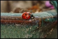 Coccinella (Coccinellidae)