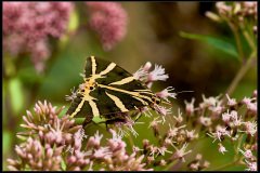 Euplagia quadripunctaria