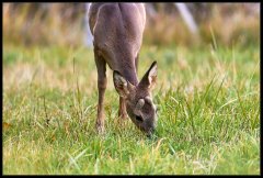 Capriolo - Capreolus capreolus