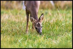 Capriolo - Capreolus capreolus