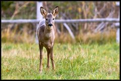 Capriolo - Capreolus capreolus