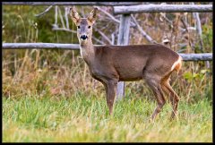 Capriolo - Capreolus capreolus