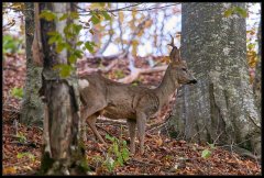 Capriolo - Capreolus capreolus