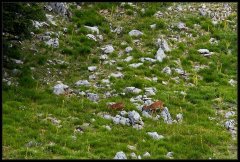 Capriolo - Capreolus capreolus