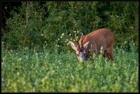 Capriolo - Capreolus capreolus