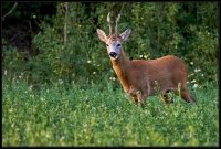 Capriolo - Capreolus capreolus