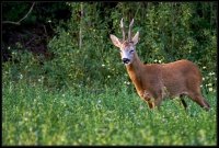 Capriolo - Capreolus capreolus