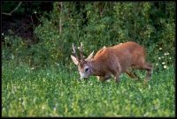 Capriolo - Capreolus capreolus