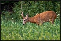 Capriolo - Capreolus capreolus