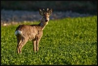 Capriolo - Capreolus capreolus