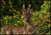 Capriolo - Capreolus capreolus