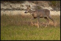 Capriolo - Capreolus capreolus