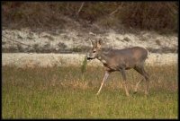 Capriolo - Capreolus capreolus