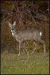 Capriolo - Capreolus capreolus