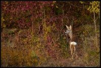 Capriolo - Capreolus capreolus