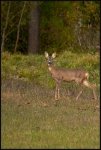 Capriolo - Capreolus capreolus