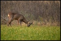 Capriolo - Capreolus capreolus